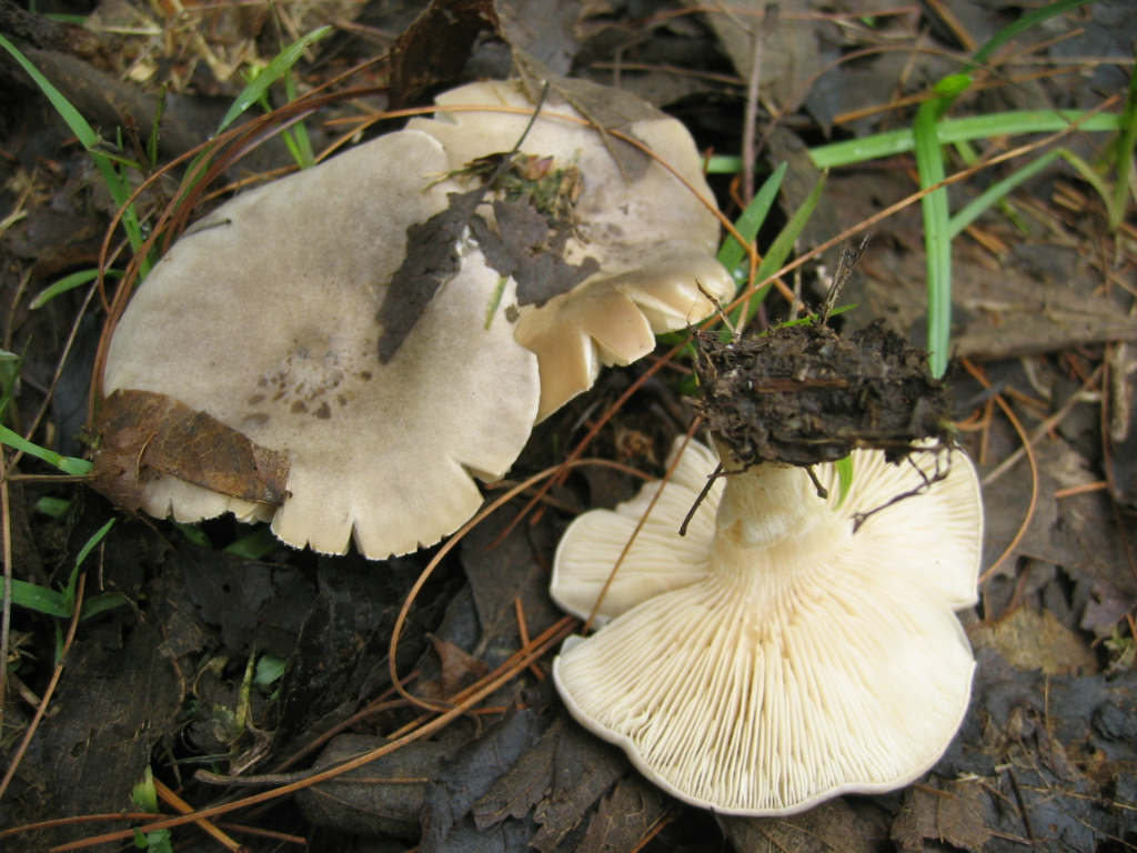 Melanoleuca humilis